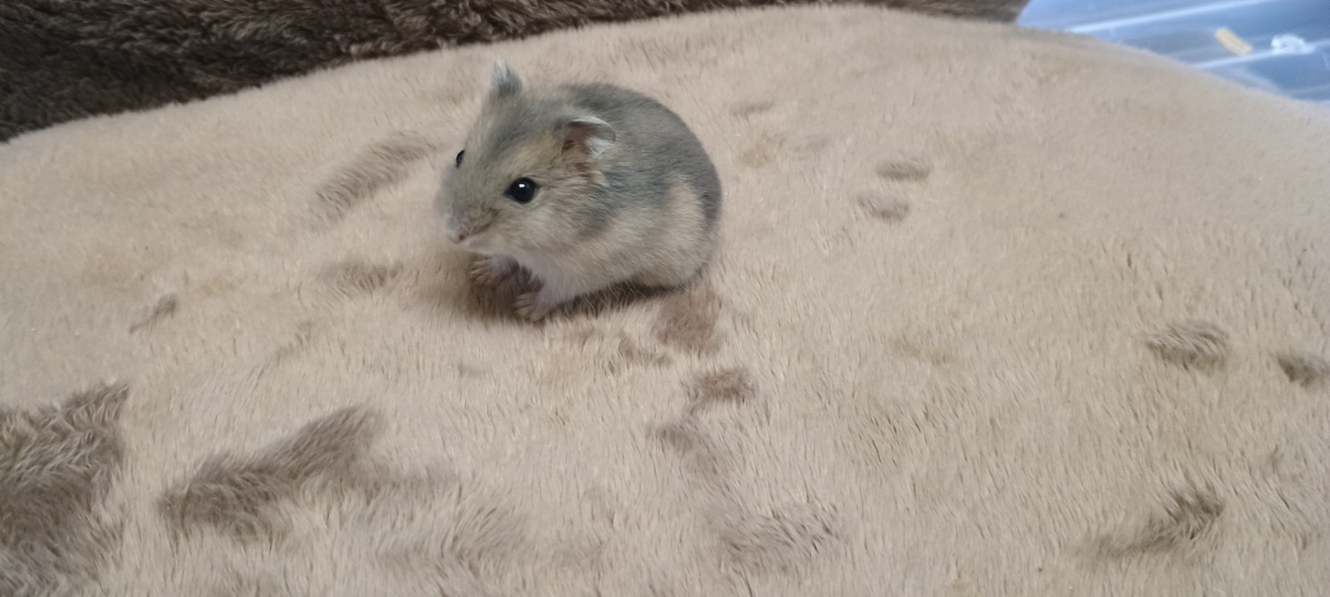 Ego sameček sapphire umbrouse ZŮSTÁVÁ