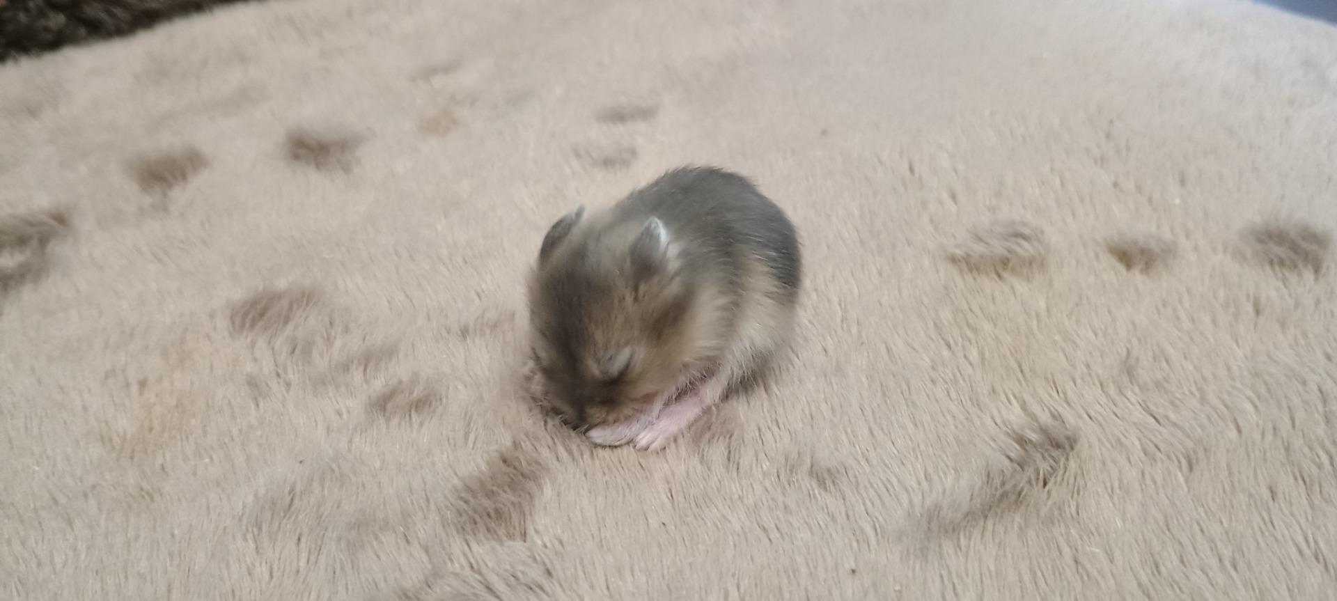 Emmie sapphire umbrouse V  NOVÉM DOMOVĚ