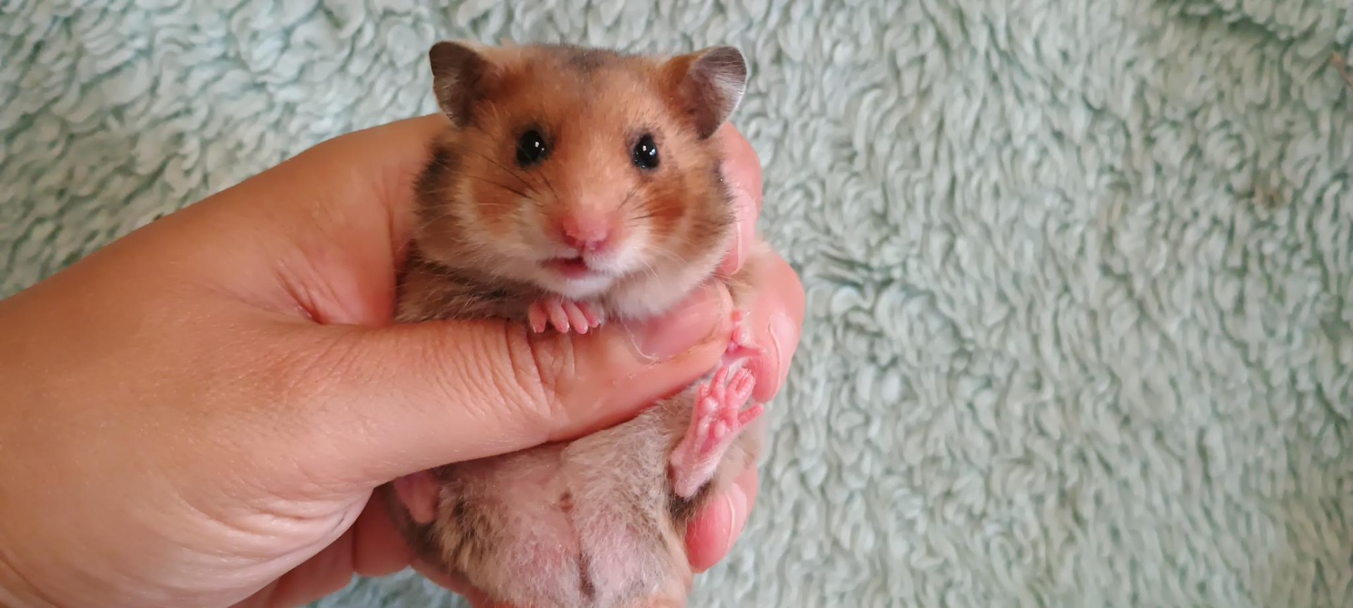 Upgrade zlatý sameček krátkosrstý VOLNÝ 300kč